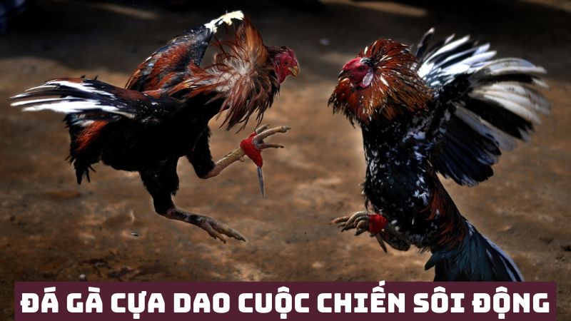 Đá gà cựa dao độ chiến đấu sôi động hàng đầu 