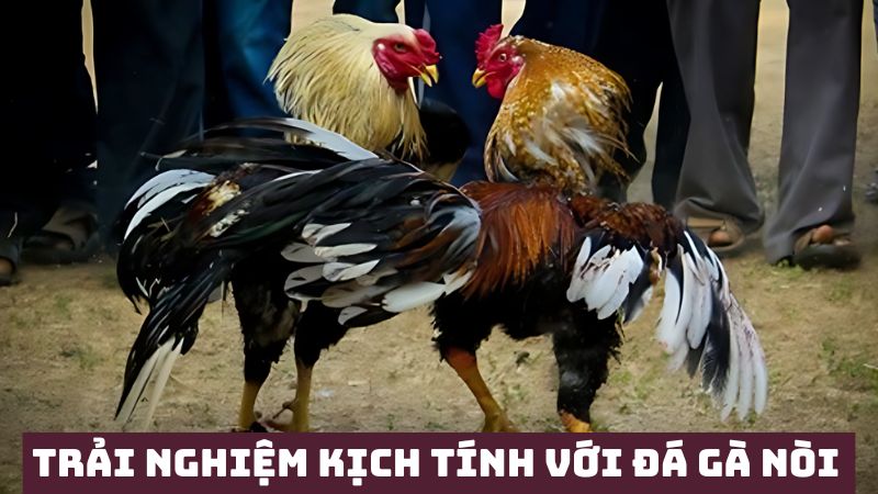 Trải nghiệm kịch tính với trận đấu gà nòi 