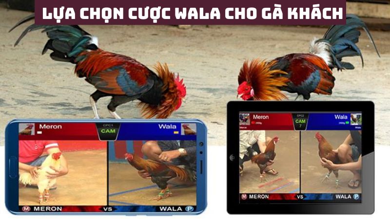 Đặt cược cửa Wala là lựa chọn cho gà đội khách chiến thắng 